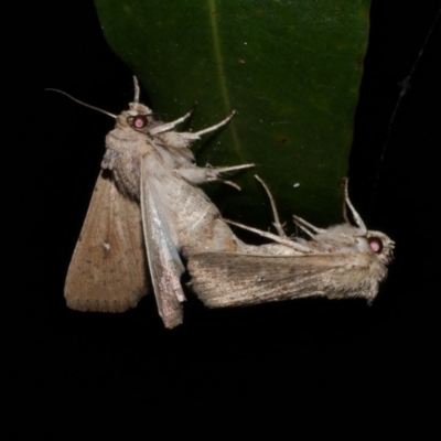 Leucania uda (A Noctuid moth) at Freshwater Creek, VIC - 20 Sep 2022 by WendyEM