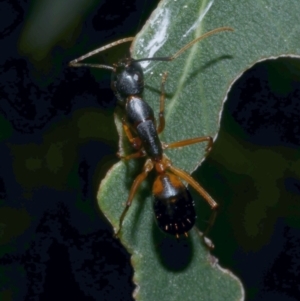 Camponotus sp. (genus) at Freshwater Creek, VIC - 20 Sep 2022