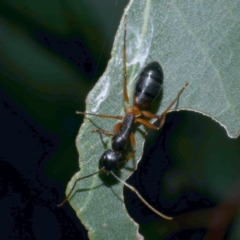 Camponotus sp. (genus) at Freshwater Creek, VIC - 20 Sep 2022 11:23 PM