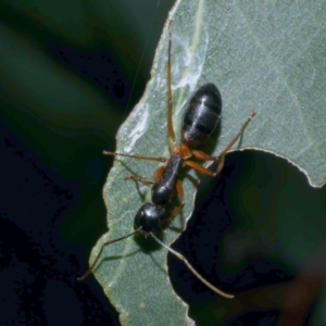 Camponotus sp. (genus) at Freshwater Creek, VIC - 20 Sep 2022