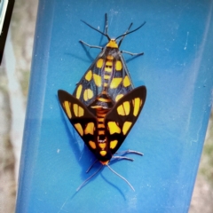 Amata (genus) (Handmaiden Moth) at Yarralumla, ACT - 7 Jan 2024 by Jennybach