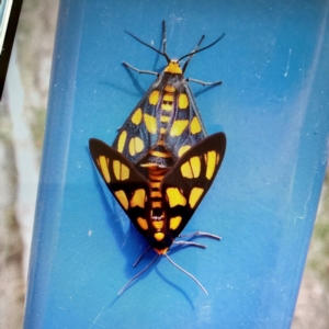 Amata (genus) at Yarralumla, ACT - 7 Jan 2024