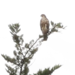 Falco berigora at Freshwater Creek, VIC - 21 Sep 2022 02:29 PM