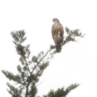 Falco berigora (Brown Falcon) at Freshwater Creek, VIC - 21 Sep 2022 by WendyEM