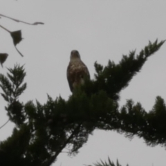 Falco berigora at Freshwater Creek, VIC - 21 Sep 2022