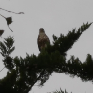 Falco berigora at Freshwater Creek, VIC - 21 Sep 2022 02:29 PM