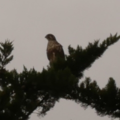 Falco berigora at Freshwater Creek, VIC - 21 Sep 2022 02:29 PM