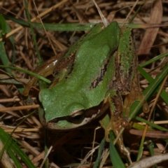 Litoria ewingii (Ewing's Tree Frog) at Freshwater Creek, VIC - 23 Sep 2022 by WendyEM