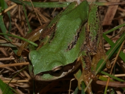 Litoria ewingii (Ewing's Tree Frog) at Freshwater Creek, VIC - 23 Sep 2022 by WendyEM