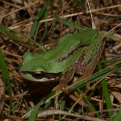 Litoria ewingii at Freshwater Creek, VIC - 23 Sep 2022