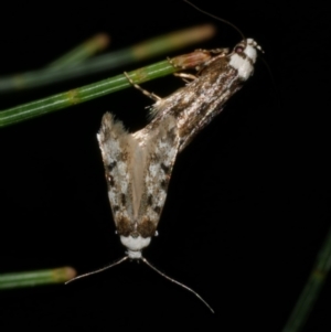 Endrosis sarcitrella at Freshwater Creek, VIC - 27 Sep 2022