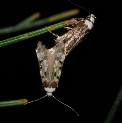 Endrosis sarcitrella (White-shouldered House Moth) at Freshwater Creek, VIC - 27 Sep 2022 by WendyEM