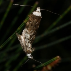 Endrosis sarcitrella at Freshwater Creek, VIC - 27 Sep 2022 12:44 AM