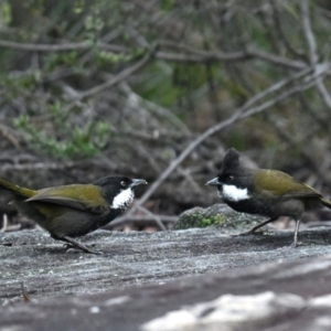 Psophodes olivaceus at Patonga, NSW - 12 Aug 2024