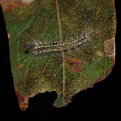 Uraba lugens (Gumleaf Skeletonizer) at Freshwater Creek, VIC - 27 Sep 2022 by WendyEM