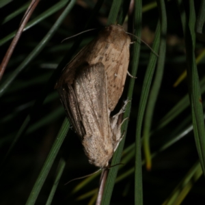 Leucania uda at Freshwater Creek, VIC - 26 Sep 2022