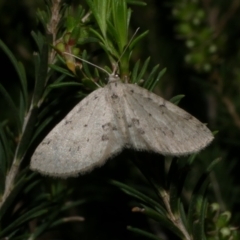 Poecilasthena scoliota (A Geometer moth (Larentiinae)) at Freshwater Creek, VIC - 20 Sep 2022 by WendyEM