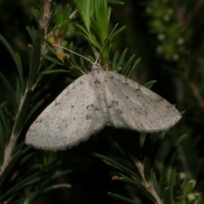 Poecilasthena scoliota (A Geometer moth (Larentiinae)) at Freshwater Creek, VIC - 20 Sep 2022 by WendyEM