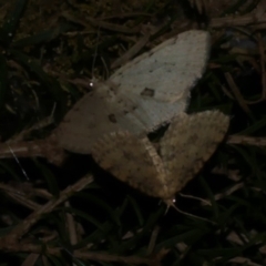 Poecilasthena scoliota (A Geometer moth (Larentiinae)) at Freshwater Creek, VIC - 20 Sep 2022 by WendyEM