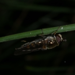 Melangyna viridiceps at Freshwater Creek, VIC - 20 Sep 2022 by WendyEM