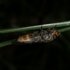 Melangyna viridiceps at Freshwater Creek, VIC - 20 Sep 2022