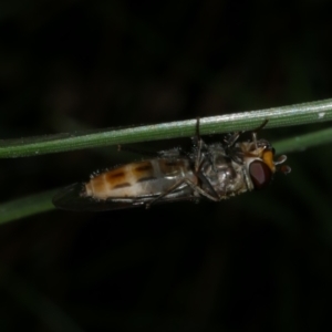 Melangyna viridiceps at Freshwater Creek, VIC - 20 Sep 2022 10:47 PM