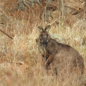 Osphranter robustus robustus at Kambah, ACT - 12 Aug 2024