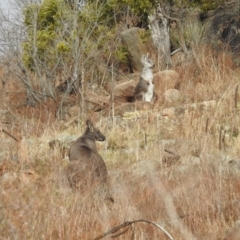 Osphranter robustus robustus at Kambah, ACT - 12 Aug 2024