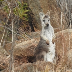 Osphranter robustus robustus at Kambah, ACT - 12 Aug 2024