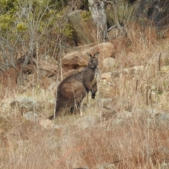 Osphranter robustus robustus at Kambah, ACT - 12 Aug 2024