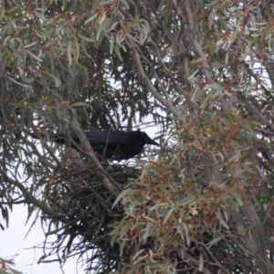 Corvus coronoides at Kambah, ACT - 12 Aug 2024