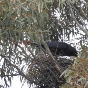 Corvus coronoides at Kambah, ACT - 12 Aug 2024