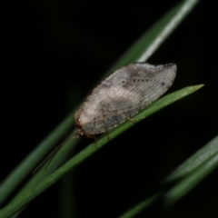 Drepanacra binocula (Notched brown lacewing) at Freshwater Creek, VIC - 20 Sep 2022 by WendyEM