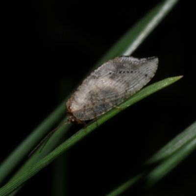 Drepanacra binocula (Notched brown lacewing) at Freshwater Creek, VIC - 20 Sep 2022 by WendyEM