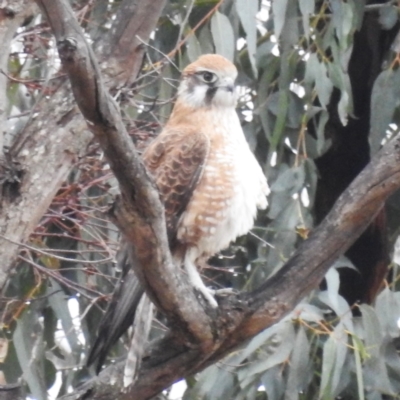 Falco berigora (Brown Falcon) at Kambah, ACT - 13 Aug 2024 by HelenCross