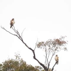 Falco berigora at Kambah, ACT - 13 Aug 2024