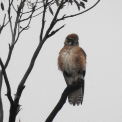 Falco berigora at Kambah, ACT - 13 Aug 2024