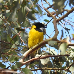 Pachycephala pectoralis at Kambah, ACT - 12 Aug 2024