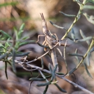 Keyacris scurra at Bungendore, NSW - 11 Aug 2024