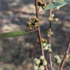 Eucalyptus bicostata at Kambah, ACT - 12 Aug 2024 by HelenCross