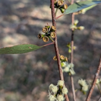 Eucalyptus globulus subsp. bicostata at Kambah, ACT - 12 Aug 2024 by HelenCross