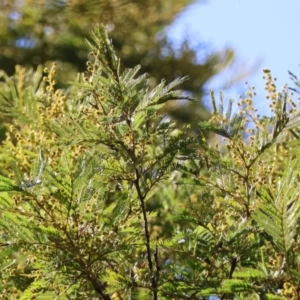 Acacia decurrens at Mongarlowe, NSW - 12 Aug 2024