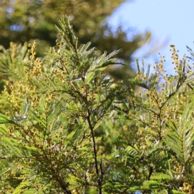 Acacia decurrens (Green Wattle) at Mongarlowe, NSW - 12 Aug 2024 by LisaH