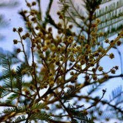 Acacia decurrens at Mongarlowe, NSW - 12 Aug 2024