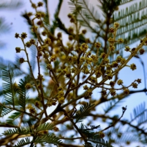 Acacia decurrens at Mongarlowe, NSW - 12 Aug 2024