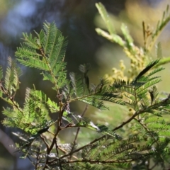 Acacia decurrens at Mongarlowe, NSW - 12 Aug 2024