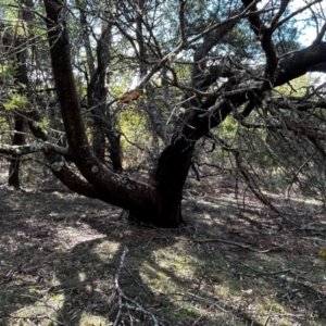 Acacia decurrens at Mongarlowe, NSW - 12 Aug 2024