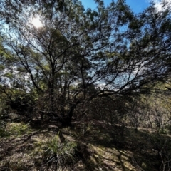 Acacia decurrens at Mongarlowe, NSW - 12 Aug 2024