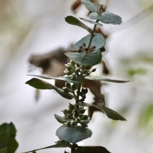 Eucalyptus crenulata at Mongarlowe, NSW - 12 Aug 2024