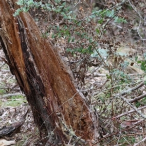 Eucalyptus crenulata at Mongarlowe, NSW - 12 Aug 2024